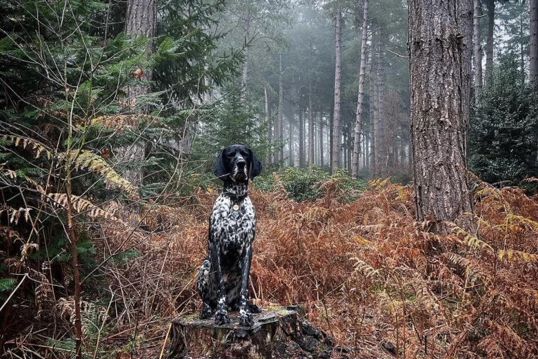 German Shorthaired Pointer