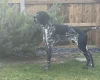 German Shorthaired Pointer