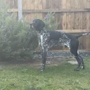 German Shorthaired Pointer