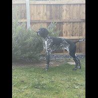 German Shorthaired Pointer