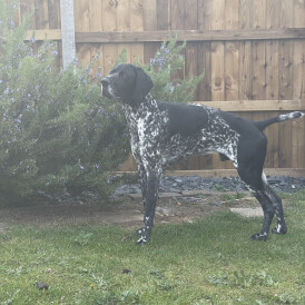 German Shorthaired Pointer