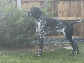 German Shorthaired Pointer