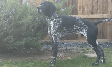 German Shorthaired Pointer