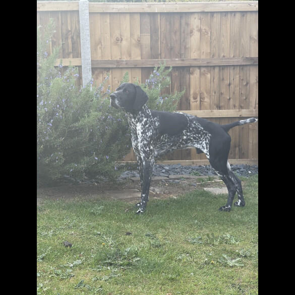 German Shorthaired Pointer
