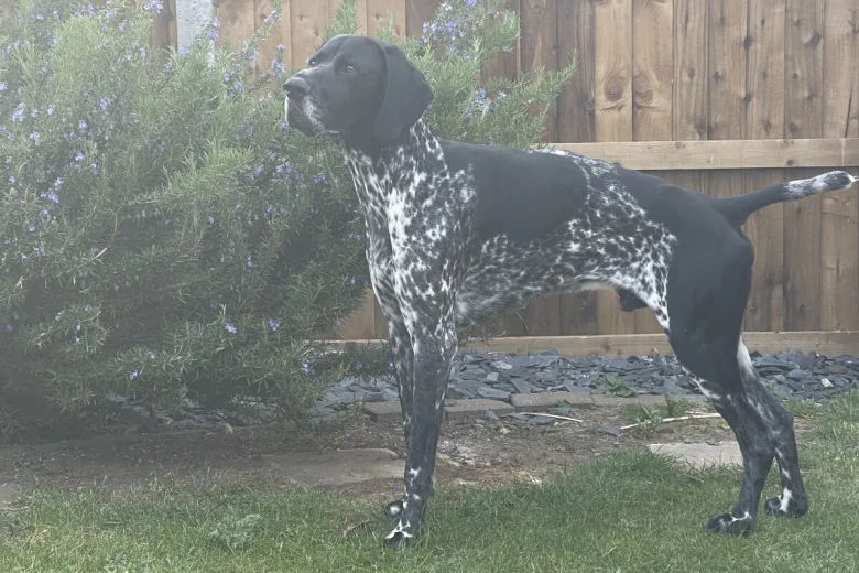 German Shorthaired Pointer