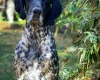 German Shorthaired Pointer