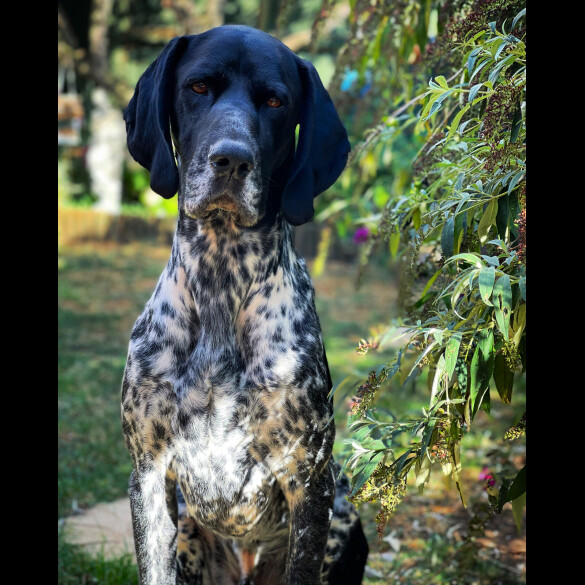 German Shorthaired Pointer
