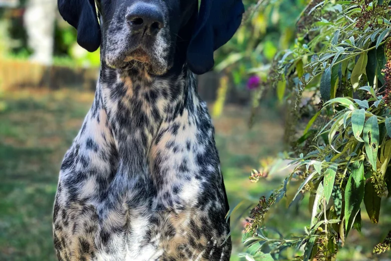 German Shorthaired Pointer