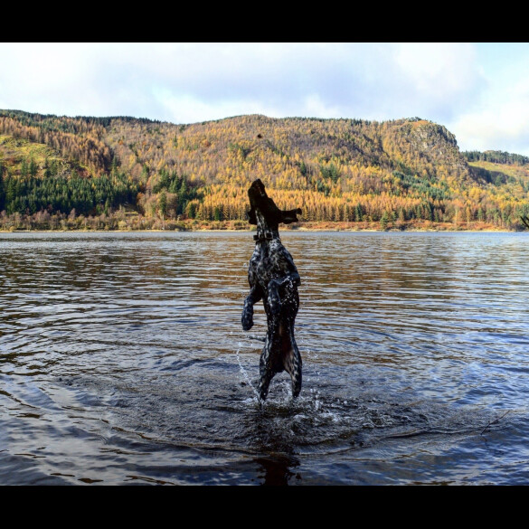 German Shorthaired Pointer