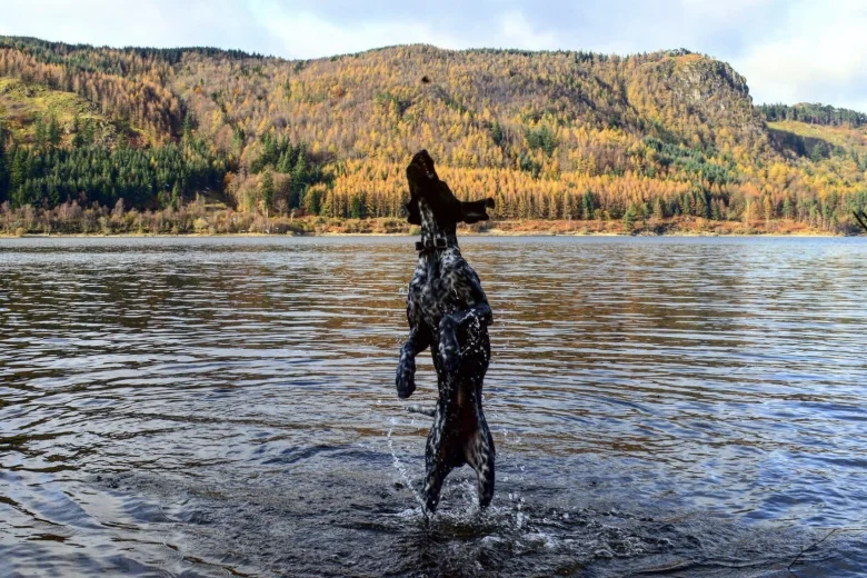German Shorthaired Pointer