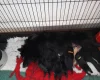 German Spitz (Mittel)
