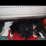 German Spitz (Mittel)