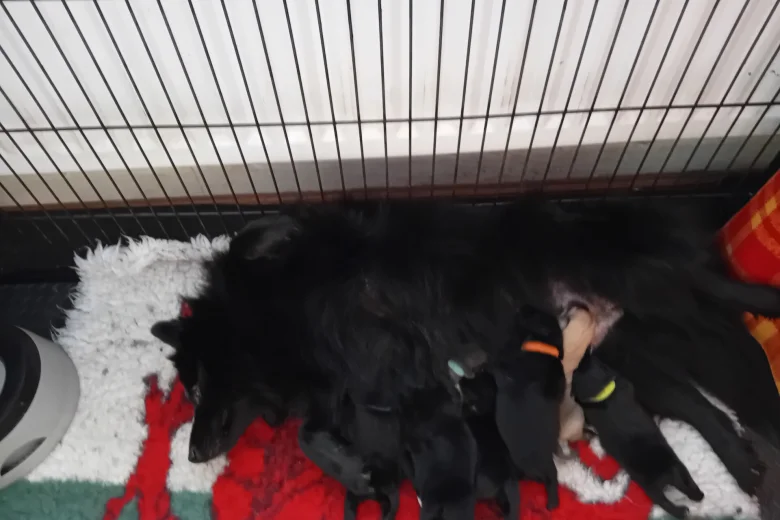 German Spitz (Mittel)