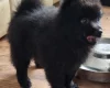 German Spitz (Mittel)
