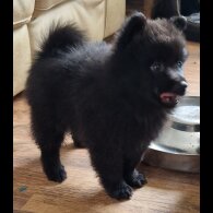 German Spitz (Mittel)