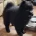 German Spitz (Mittel)