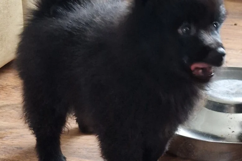 German Spitz (Mittel)