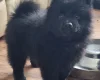 German Spitz (Mittel)