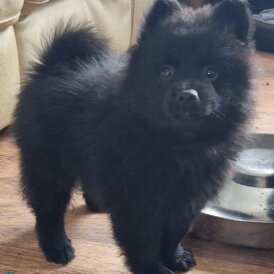 German Spitz (Mittel)