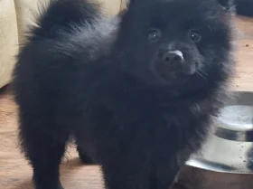 German Spitz (Mittel)