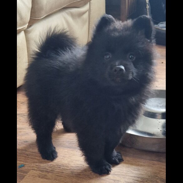 German Spitz (Mittel)