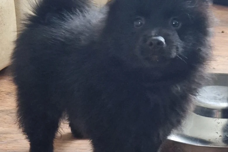 German Spitz (Mittel)