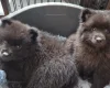 German Spitz (Mittel)