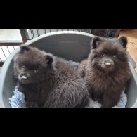 German Spitz (Mittel)