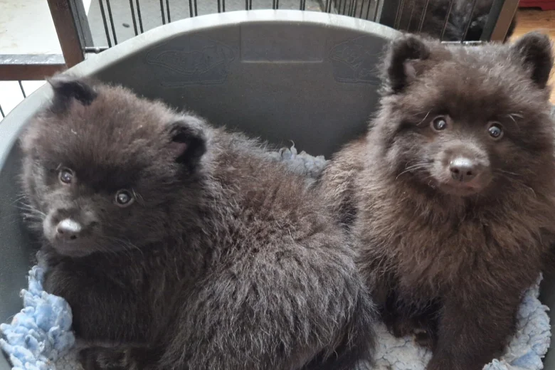 German Spitz (Mittel)
