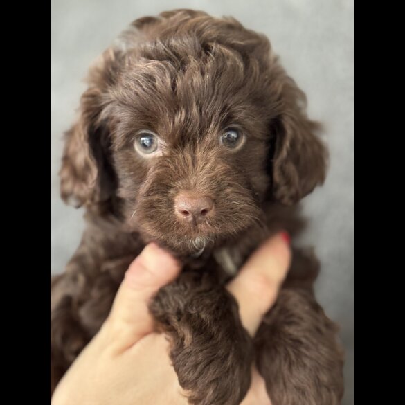 Miniature Poodle