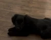 Goldendoodle