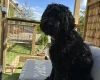 Goldendoodle
