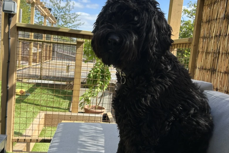 Goldendoodle