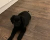 Goldendoodle