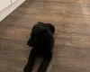 Goldendoodle