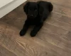 Goldendoodle