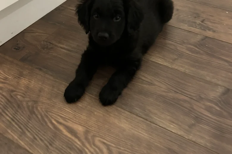 Goldendoodle