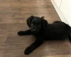 Goldendoodle