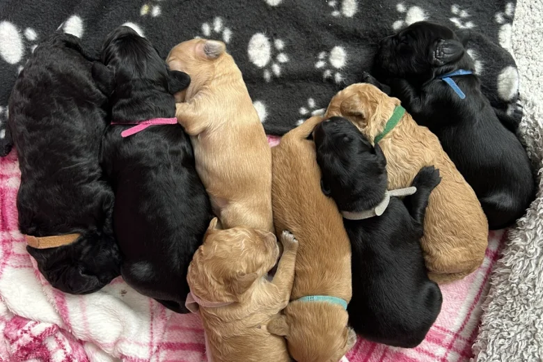 Goldendoodle