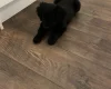 Goldendoodle