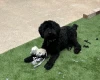 Goldendoodle