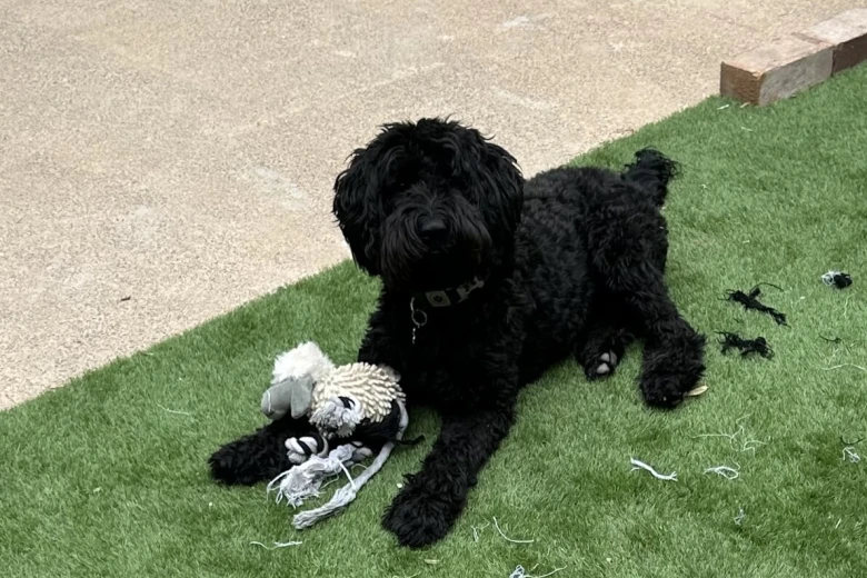 Goldendoodle