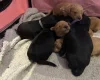 Goldendoodle