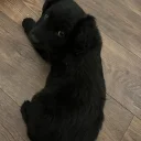 Goldendoodle