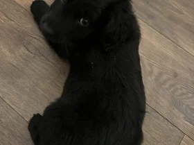 Goldendoodle