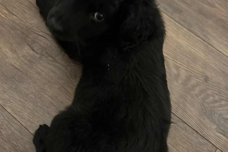 Goldendoodle