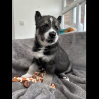 Siberian Husky
