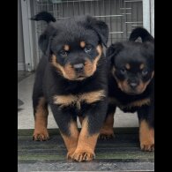 Rottweiler