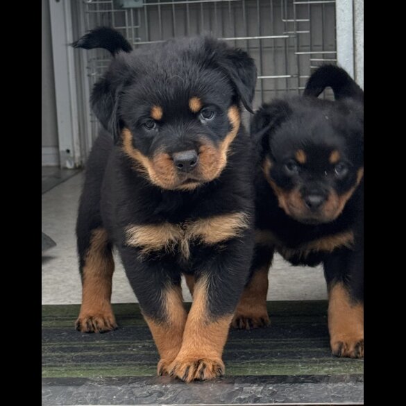 Rottweiler