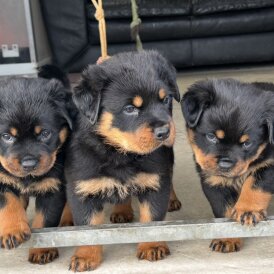 Rottweiler